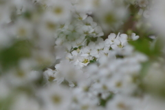 P1370823　ユキヤナギ