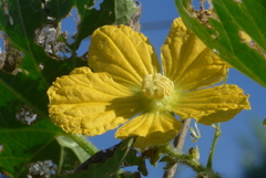 P1390111 野菜の花 P1390111 野菜の花