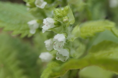 P1022800　青じその花