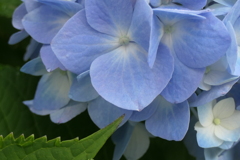 P1023783　爽やかブルー