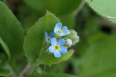 P1000985　愛しい人への真実の愛（花言葉）