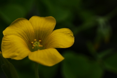 P1079993　カタバミ