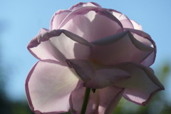 P1057088 横浜イングリッシュガーデンにて P1057088 横浜イングリッシュガーデンにて