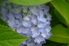 P1150968　内気なんです