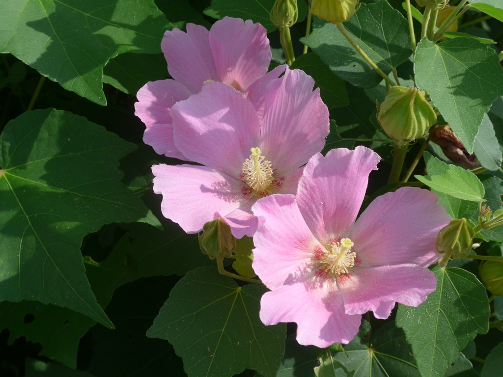 P1100797　芙蓉