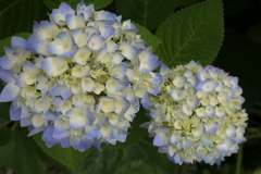 P1045810　始まりの時