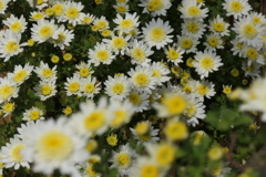 P1069448　菊