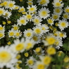 P1069448　菊
