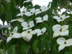 P1150834 (2)　仲間