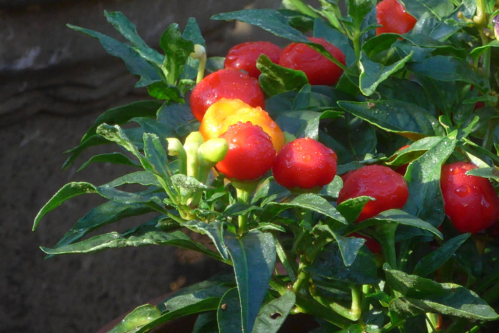 P1390136　五色無いゴシキトウガラシ