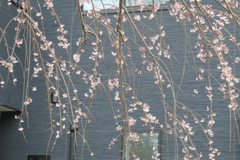 P1057907　枝垂れ桜
