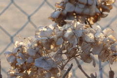 P1370313　冬の紫陽花