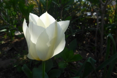 P1080088　チューリップ