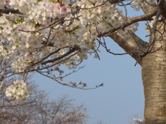 P1080029　さくら