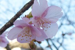 P1250873 (2)　河津桜