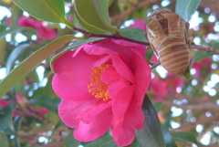 P1370315　山茶花と空蝉