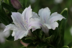 P1080131　純愛