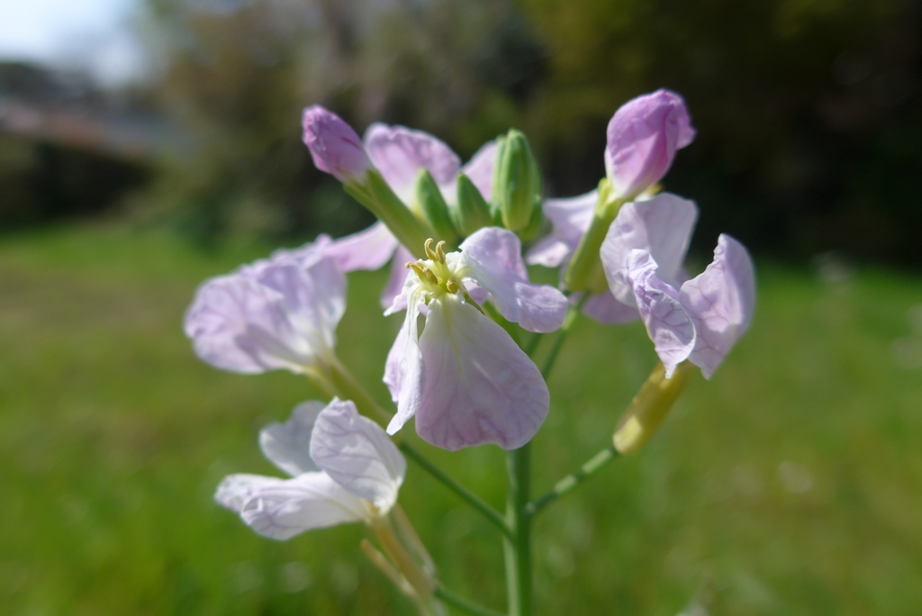 P1210572 (2)　大根の花
