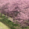 P1035185　爛漫