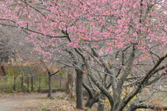 P1034974　冬の桜