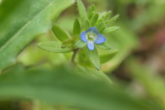 P1045786　小さな花