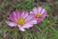 P1370015　秋桜
