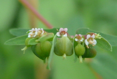P1300858　小さな小さな花