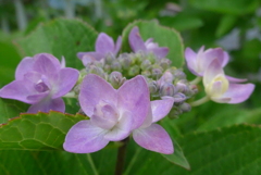 P1230012　楚々として