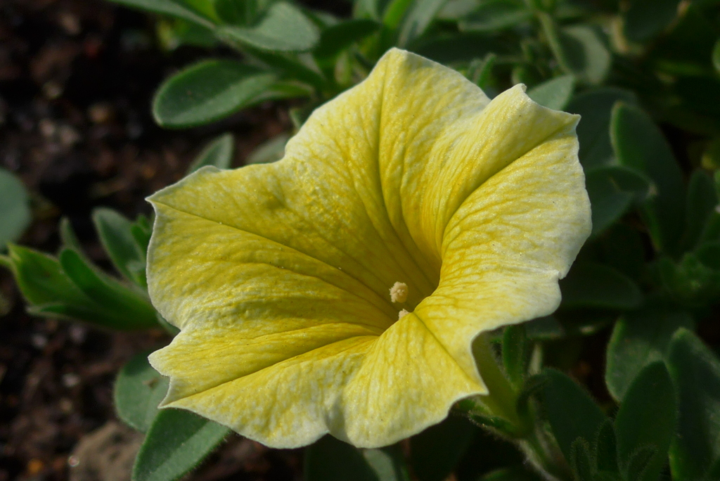 P1330600　夏色