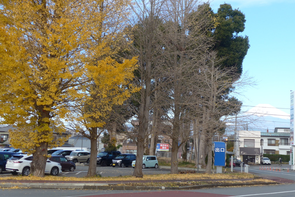 P1340712　初冬