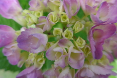 P1090753　あじさい