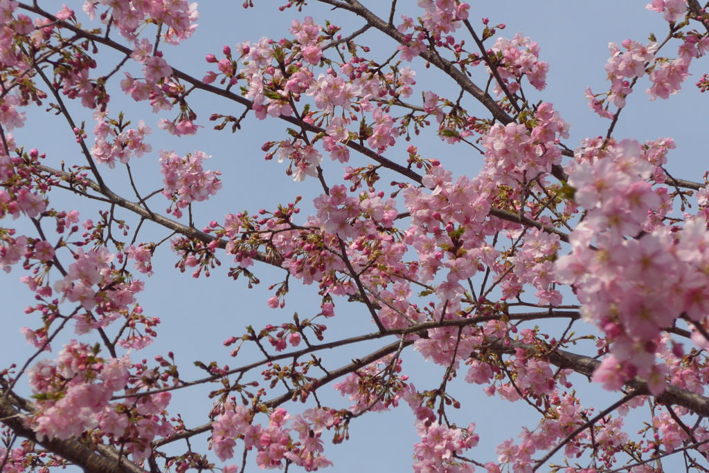 P1320141　河津桜