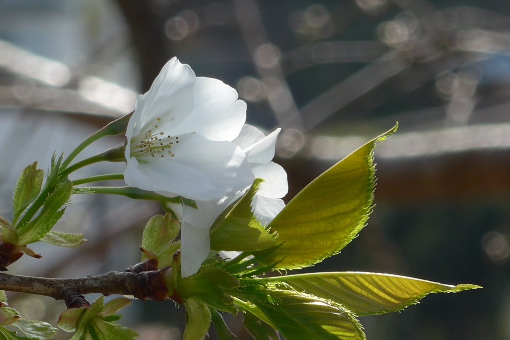 P1260429　白い桜
