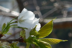 P1260429　白い桜