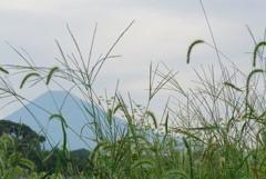 P1240695　夏草と富士山