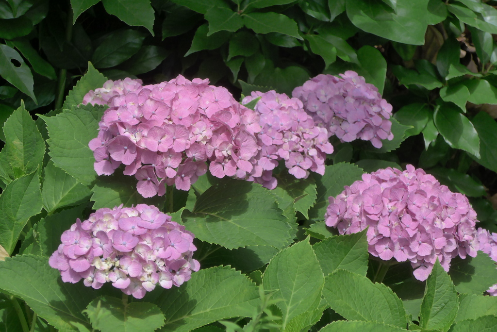 P1230567　あじさい