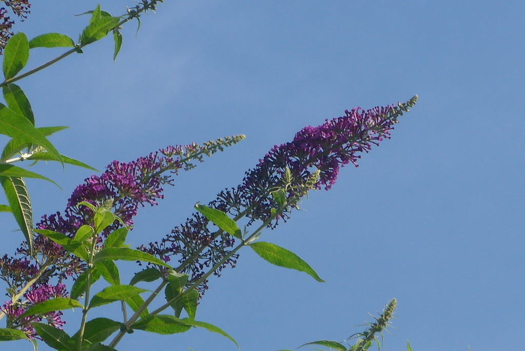 P1230712　ブッドレア