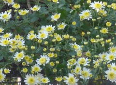 P1180953　小菊