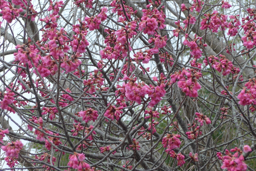 P1320214　寒緋桜