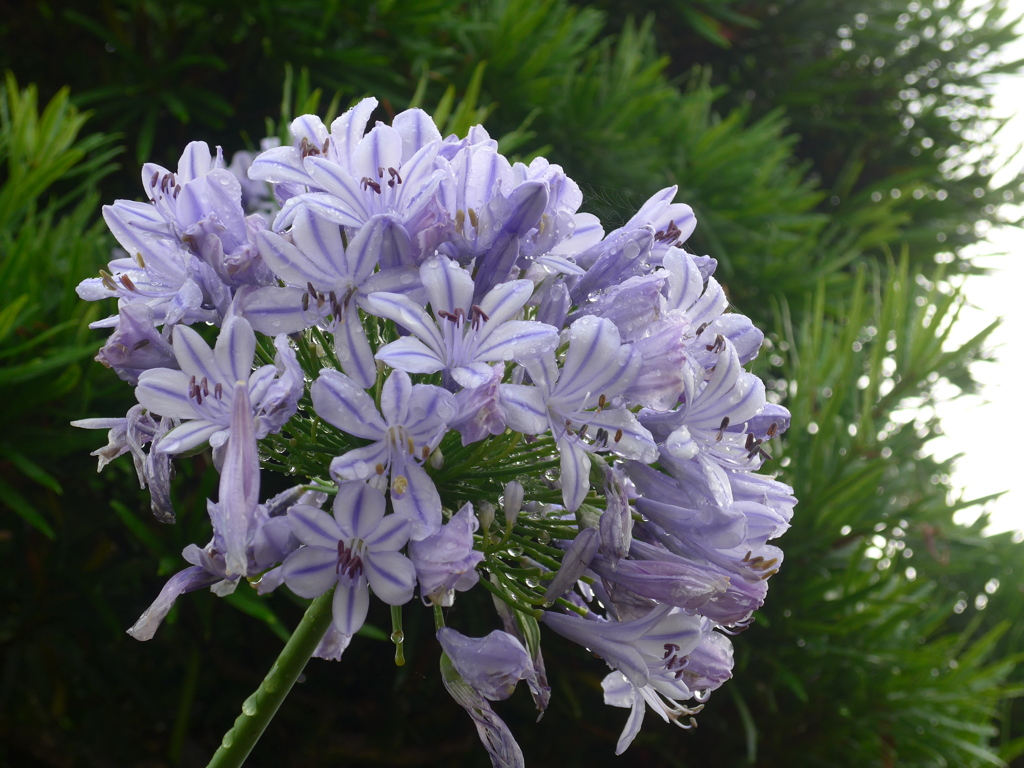 P1100530　アガパンサス