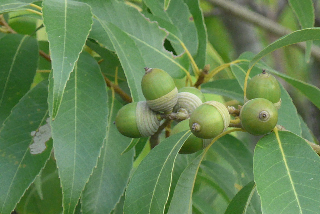 P1390118　どんぐり