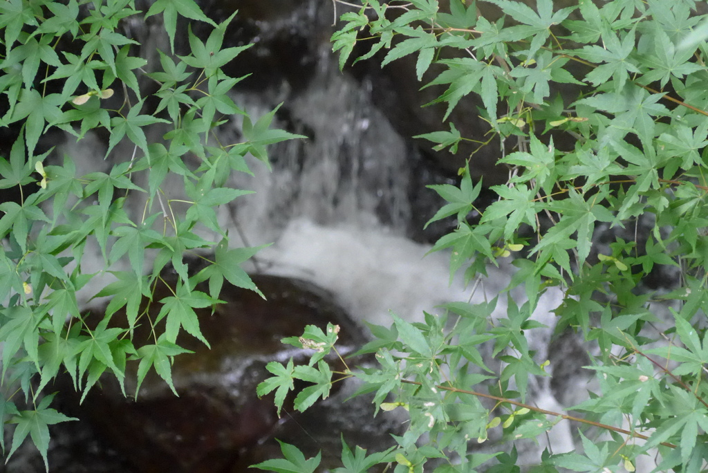 P1340002　渓流とモミジ