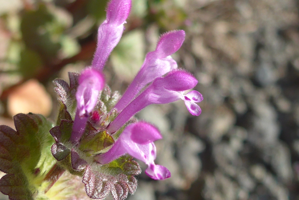 P1390430　春を見つけた