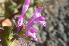 P1390430　春を見つけた