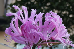 P1034893　冬の彩り