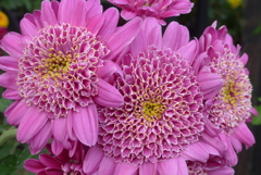 P1120402　「菊まつり」にて