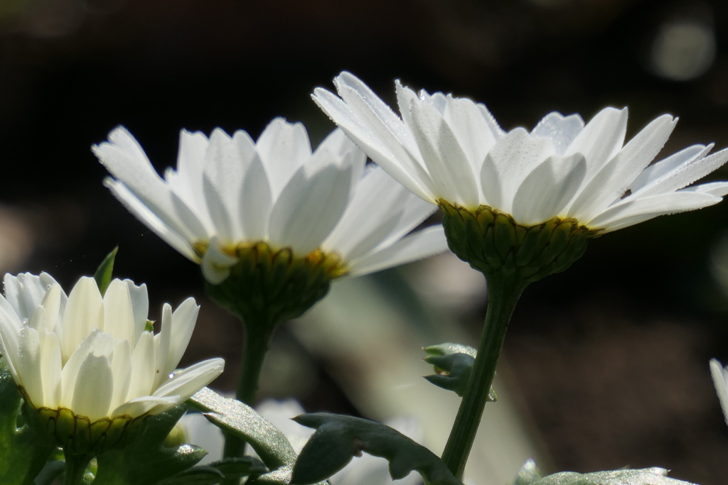 P1000918　ノースポール