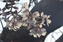 P1210062　透かし桜