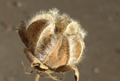 P1390425　冬の芙蓉