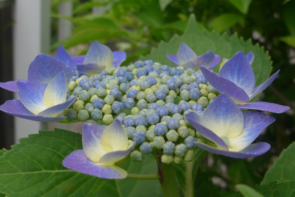 P1090806　あじさい